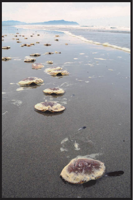 Crab shells 2