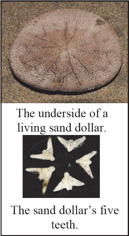Sand Dollars Closeup 2