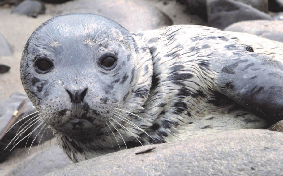 Seal Pups Closeup