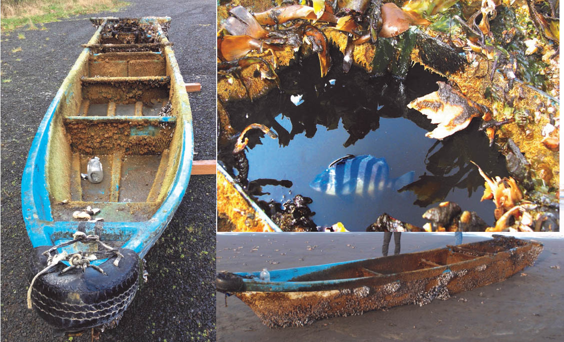 Tsunami Fish Boat