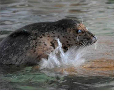 Damian Seal Pup shows skills