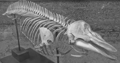 Skeleton Harbor Porpoise