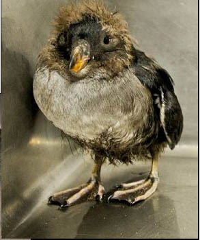 Juvenile Puffin