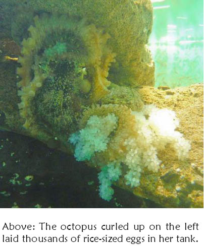 seaside aquarium newsletter splashed