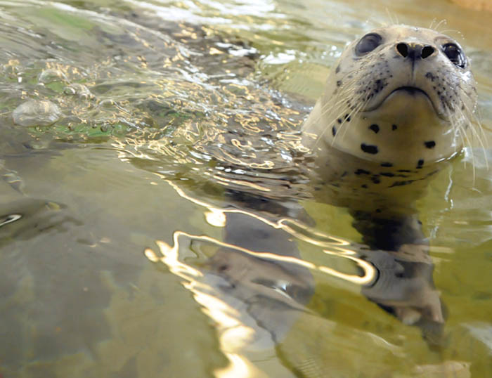 Frankie Swimming