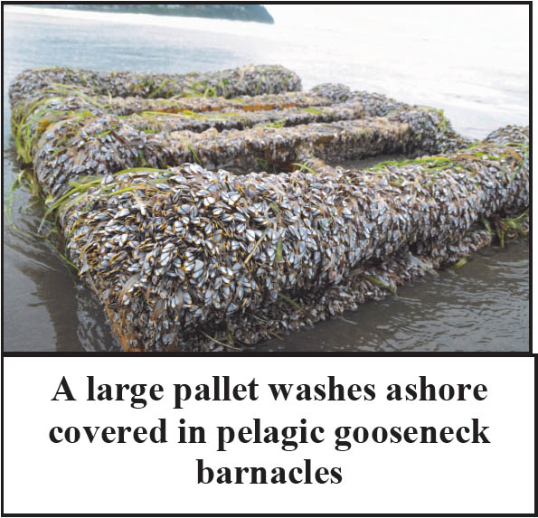 PALLET COVERED WITH PELAGIC GOOSENECK BARNACLES