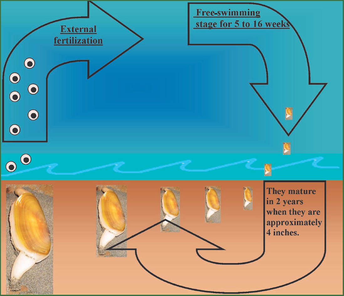 Life Cycle of a Razor Clam