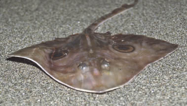 Mature Skate