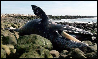 30 Foot Gray Whale washed ashore.