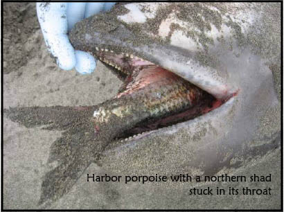 Harbor Porpoise with Northern Shad stuck in mouth.