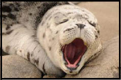 seal pup closeup