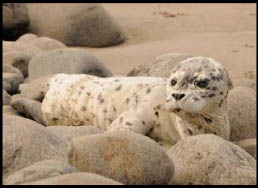 seal pup near rocks