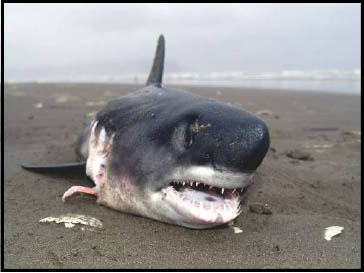 shark on the beach