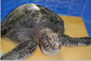 Stranded Green Sea Turtle