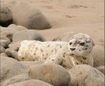Seal Resting Near Rocks