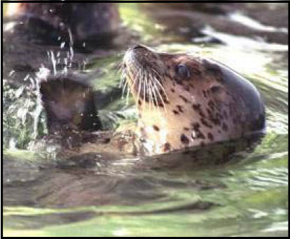 Seal Splashing Water