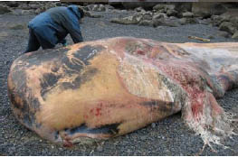 Decomposing Whale