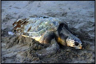Turtle Sand