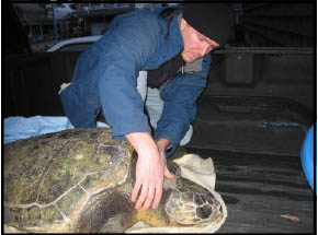 Secure Turtle