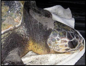 Close up of Turtle