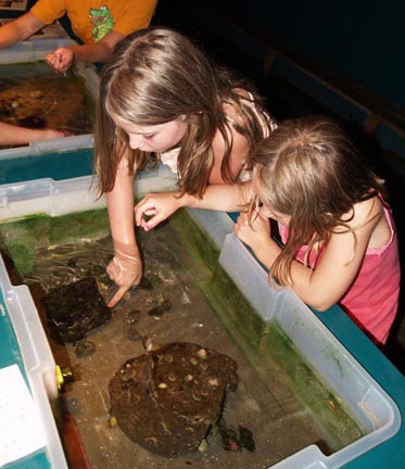 Touch Tank with Small Tanks