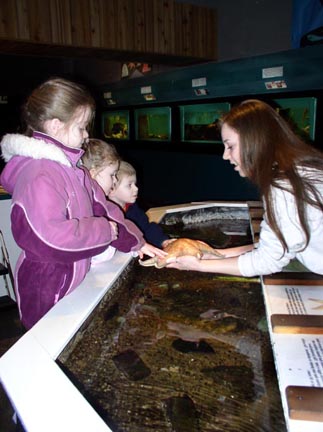 Touch Tank with Starfish