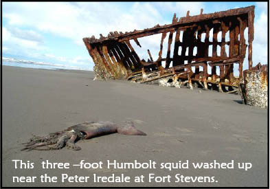 This three-foot Humbolt squid washed up
near the Peter Iredale at Fort Stevens.