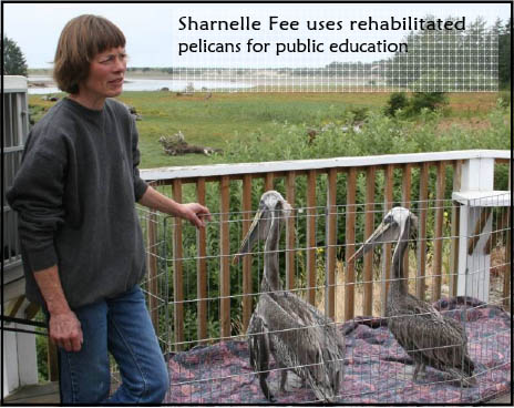 Sharnelle Fee uses rehabilitated pelicans for public education