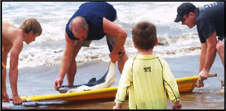 Shark washed onto the beach