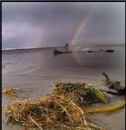 Beach Debris