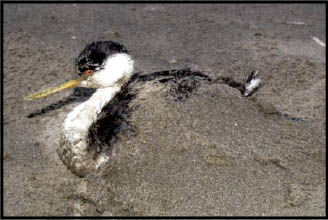 Bird Rescue 1