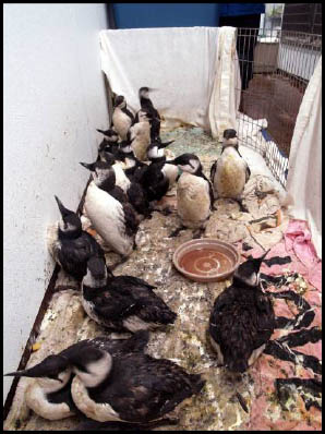 Bird Rescue 2