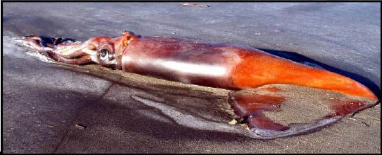 Humboldt Squid closeup