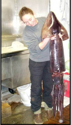 Humboldt Squid Held By Aquarium Staff
