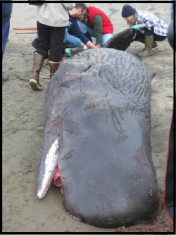 sperm whale tissue sample 1
