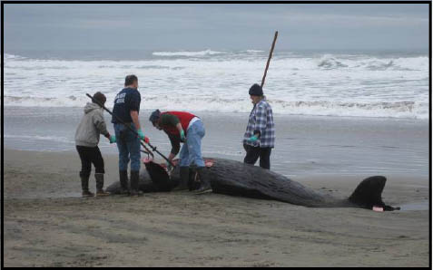 sperm whale tissue sample 2