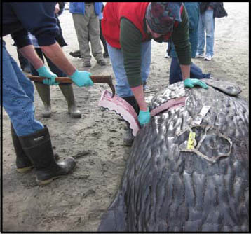 sperm whale tissue sample 3