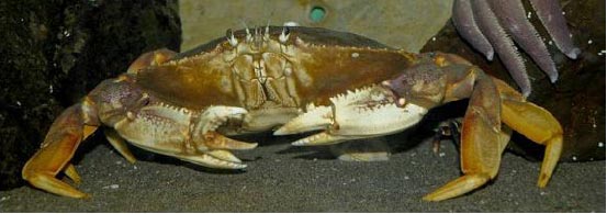 Crab with double pincher.