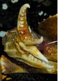 Crab with double pincher, closeup of the pincher.