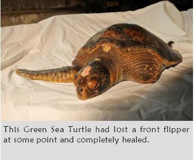 Green Sea Turtle warming up at the Seaside Aquarium
