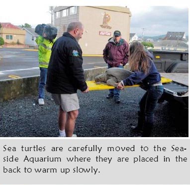 Sea Turtle brought into the Seaside Aquarium to warmup