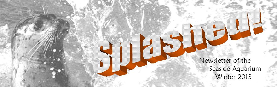 Splash Newsletter