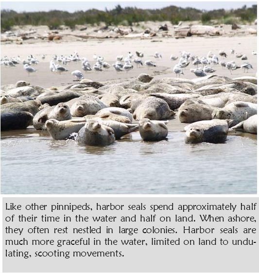 Harbor Seals