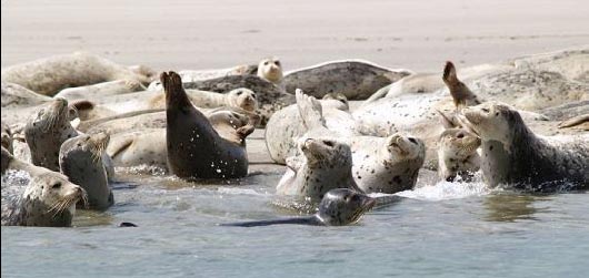 Harbor Seals