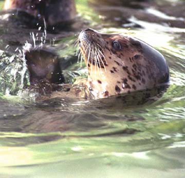 Seals