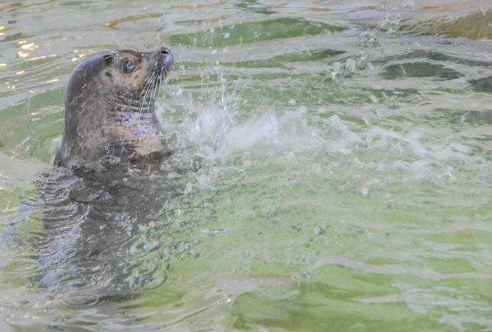 Damian Splashing