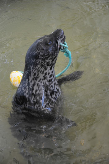 Frankie and the Buoy