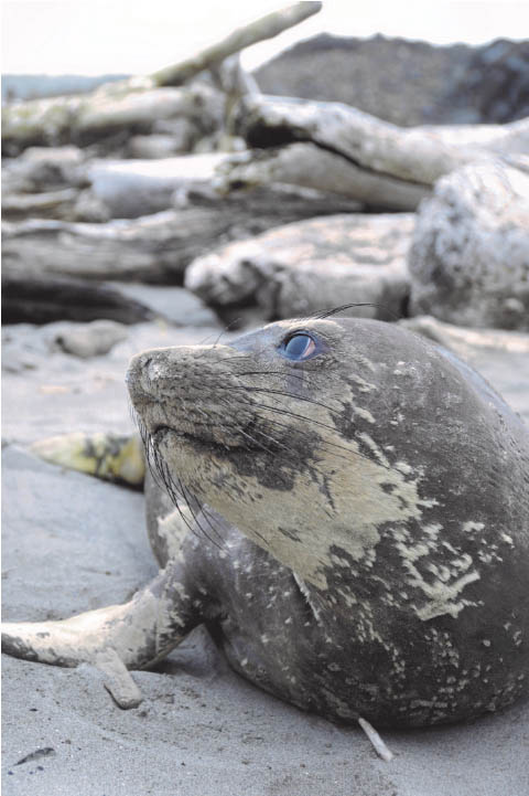 Marine Mammals on the Beach