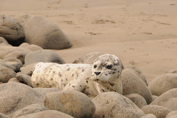 Seal Pups