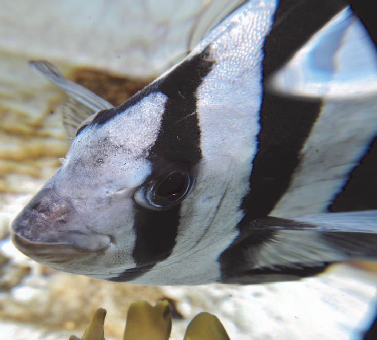 Tsunami Fish